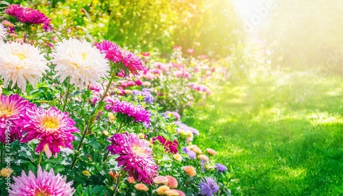 beautiful flower garden with blooming asters and different flowers in sunlight landscape design spring background with copy space