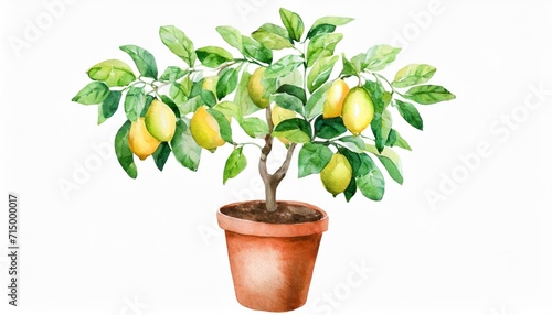 lemon tree in a pot watercolor illustration on a white background