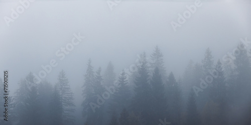 Forest spruce trees in the fog. Spruce trees silhouette on mountain hill forest in the autumn foggy scenery.