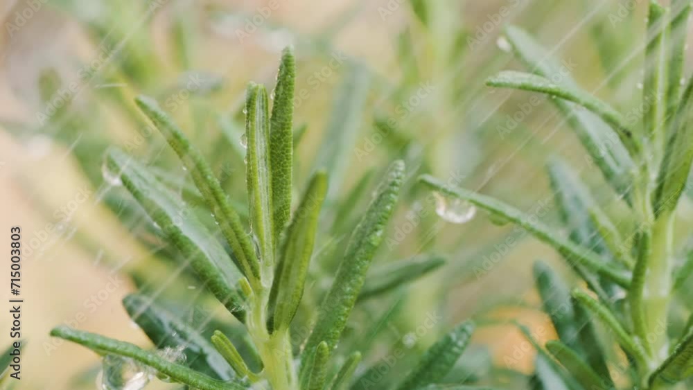 watering the green fresh Rosemary, Rosemary is a versatile herb with numerous medicinal and culinary benefits, slow motion and close up shots watering the green fresh Rosemary, Rosemary is a versatile herb with numerous medicinal and culinary benefits, slow motion and close up shots