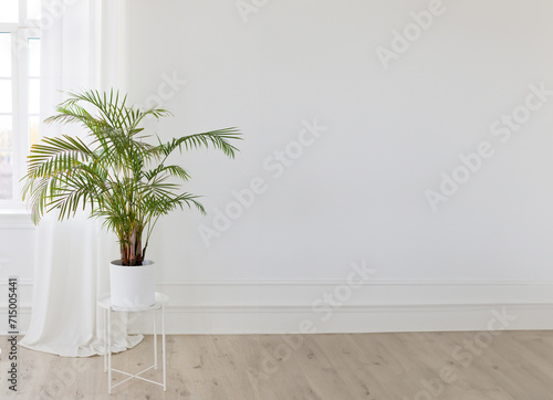 Green plant in light interior photo