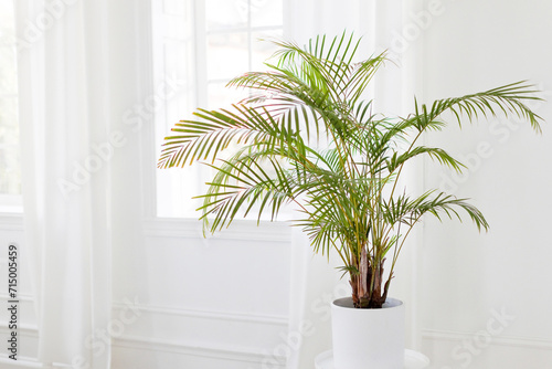 Green plant in light interior photo