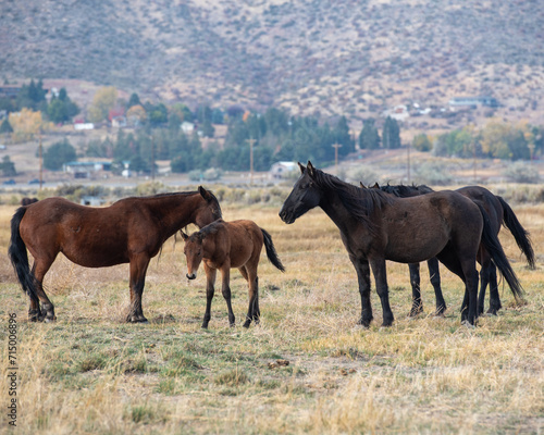 Mustangs in high desert in Nevada, USA (Washoe Lake), featuring a family of bay and black horses © AlessandraRC