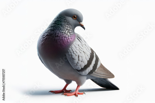 full body Pigeon bird isolated on solid white background. ai generative