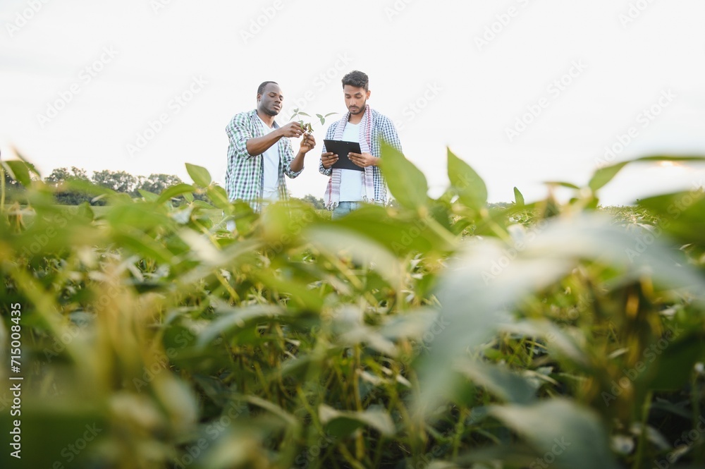 Two African and Indian farmers check the harvest in a corn field. Two African and Indian farmers check the harvest in a corn field.