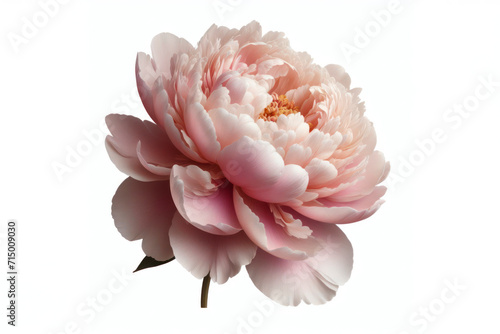 Peony flower isolated on solid white background. ai generative