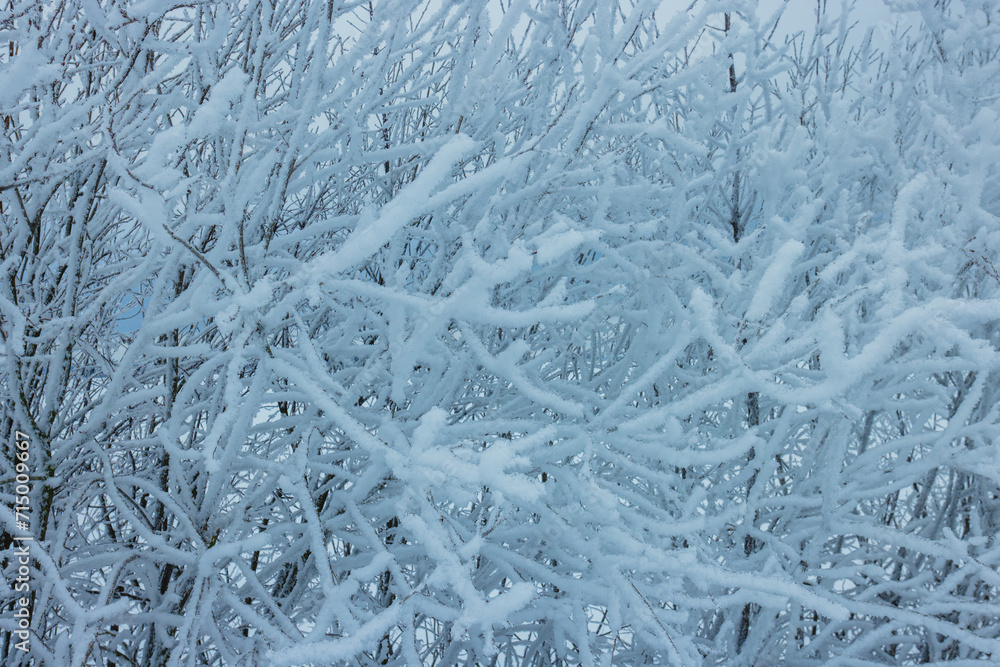 Fototapeta premium Cold winter background with frost covered branches