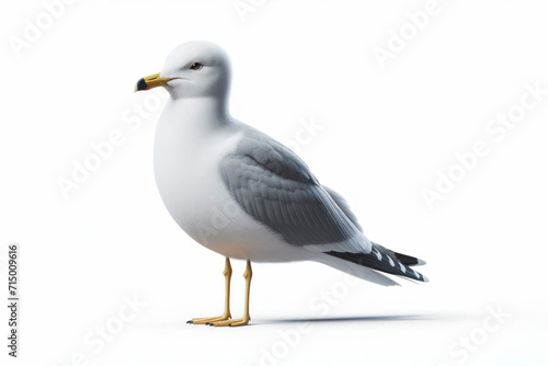 Seagull bird isolated on solid white background. ai generative