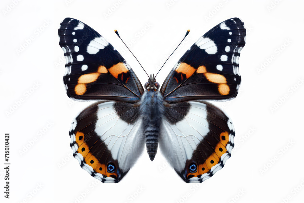 White Admiral Butterfly isolated on solid white background. ai generative White Admiral Butterfly isolated on solid white background. ai generative
