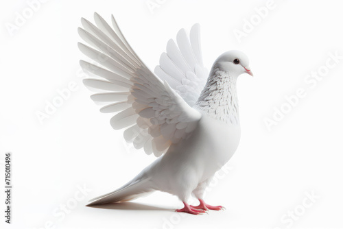 white Pigeon bird isolated on solid white background. ai generative