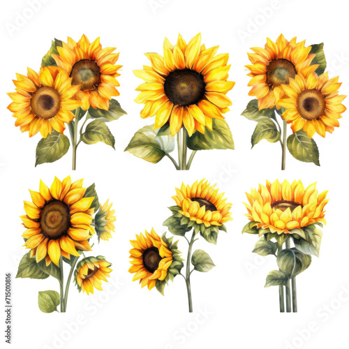 Set of Sunflowers Hand drawn watercolor collection illustration on transparent background, png