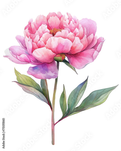 Watercolor illustration of a pink peony flower  transparent background  PNG 