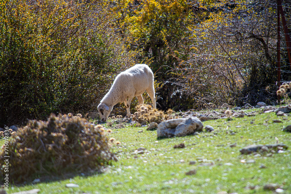 Sheep on green meadow, Sierra de las Nieves national park, Andalusia, Spain Sheep on green meadow, Sierra de las Nieves national park, Andalusia, Spain
