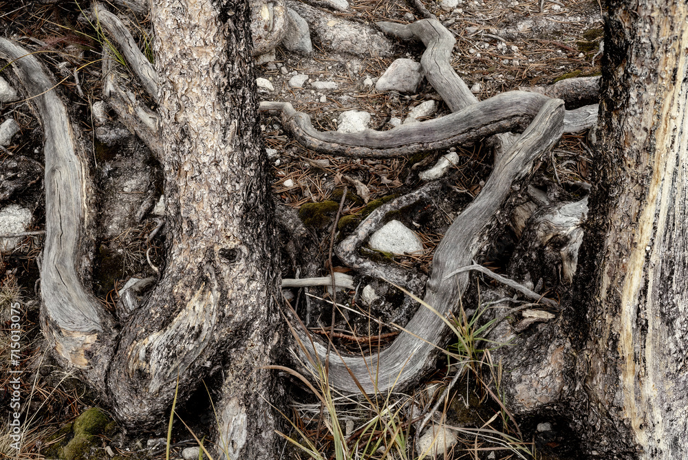 Tree roots tangled on a forest floor Tree roots tangled on a forest floor