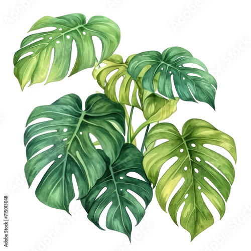Watercolor illustration of large Monstera deliciosa leaves, transparent background (PNG)