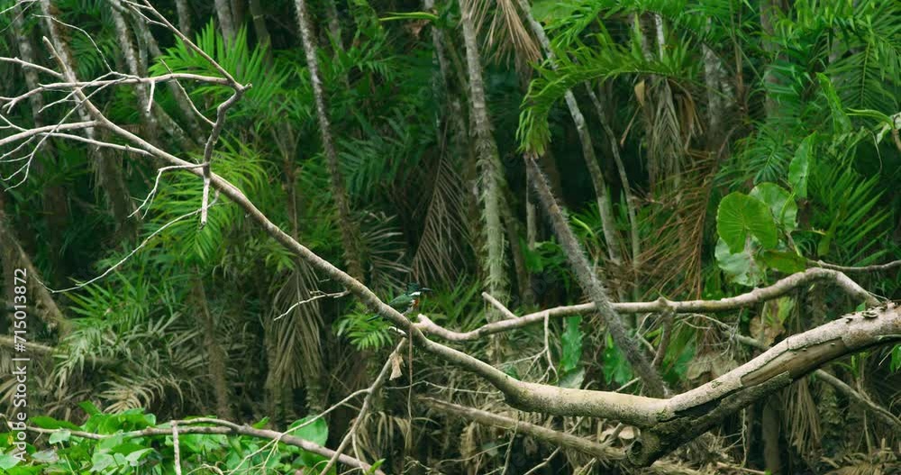 Kingfisher disappears between trees into the canopy. Kingfisher disappears between trees into the canopy.