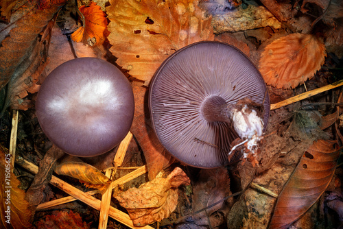 Vászonkép .Wood blewit (Lepista nuda, Clitocybe nuda, Tricholoma nudum). Two mushrooms. On