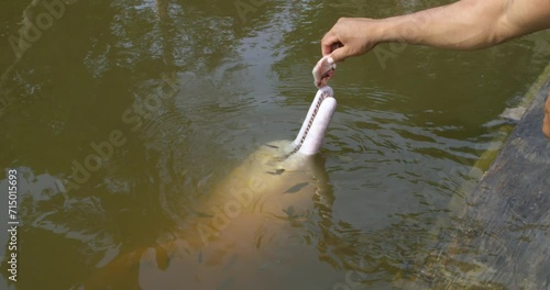 Pink dolphin getting fed in a river while surrounded by tiny fish.
