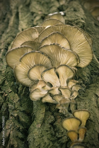 Forest mushrooms