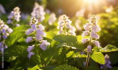 Beautiful spring summer garden bright natural background with plants White nettle Defocused style.