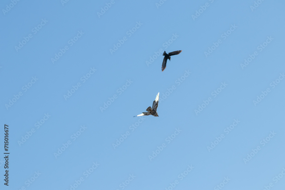 Black crow fighting against falcon or eagle in blue sky to expel the bird of prey and defend against threat of attacking falcon as angry crow fights in sky with aggressive hawk to protect little birds Black crow fighting against falcon or eagle in blue sky to expel the bird of prey and defend against threat of attacking falcon as angry crow fights in sky with aggressive hawk to protect little birds
