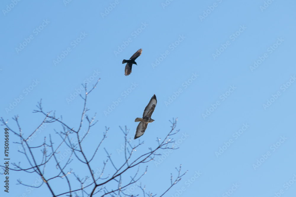 Black crow fighting against falcon or eagle in blue sky to expel the bird of prey and defend against threat of attacking falcon as angry crow fights in sky with aggressive hawk to protect little birds Black crow fighting against falcon or eagle in blue sky to expel the bird of prey and defend against threat of attacking falcon as angry crow fights in sky with aggressive hawk to protect little birds