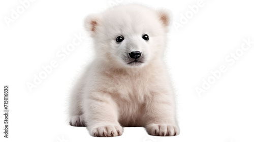  Cute little polar bear cub isolated on white transparent © Creative Canvas