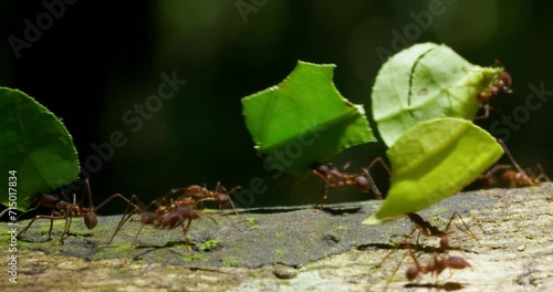 Wallpaper Mural Close up shot of brown worker ants carrying green leaves. Torontodigital.ca