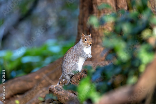Grey Squirrel (Sciurus carolinensis) in National Botanic Gardens, Dublin, Ireland © fluffandshutter