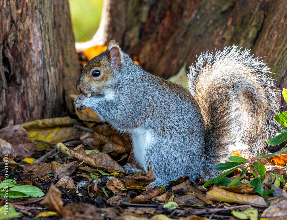 Grey Squirrel (Sciurus carolinensis) in National Botanic Gardens, Dublin, Ireland Grey Squirrel (Sciurus carolinensis) in National Botanic Gardens, Dublin, Ireland