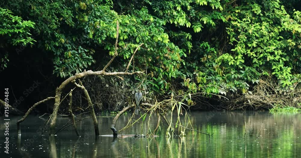 Cormorant bird diving into water from tree branch in Ecuador. Cormorant bird diving into water from tree branch in Ecuador.