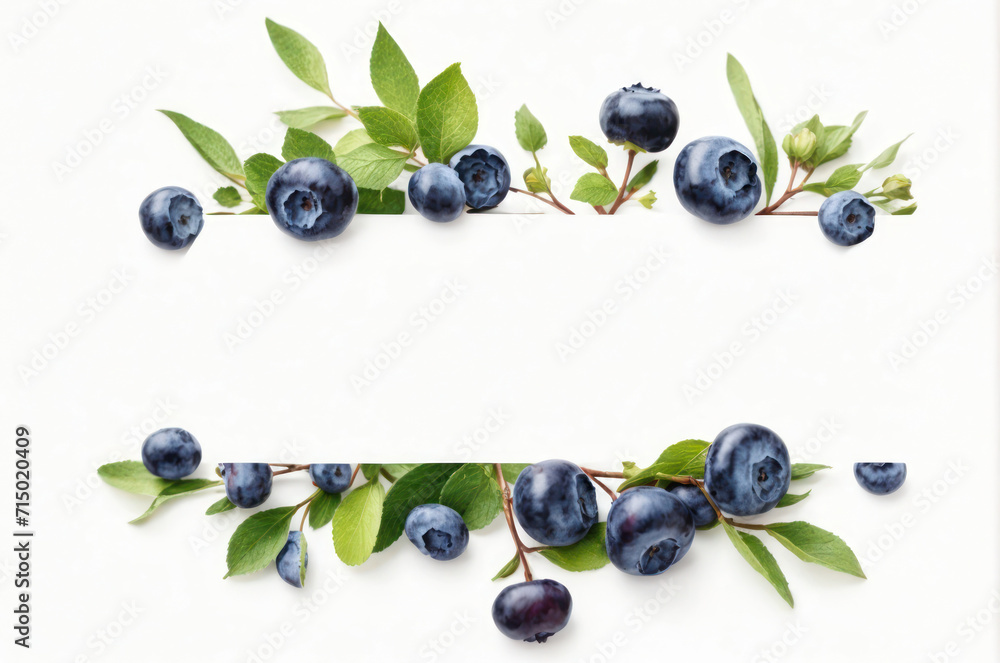 Blueberry banner with branches leaves isolated on white background Blueberry banner with branches leaves isolated on white background