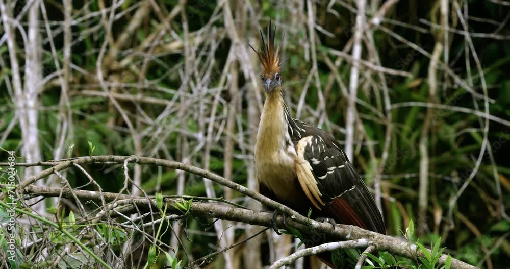 Hoatzin bird standing gracefully on a branch surrounded by branches. Hoatzin bird standing gracefully on a branch surrounded by branches.