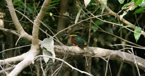 Kingfisher bird perching on a tree branch in the Amazon Rainforest. photo