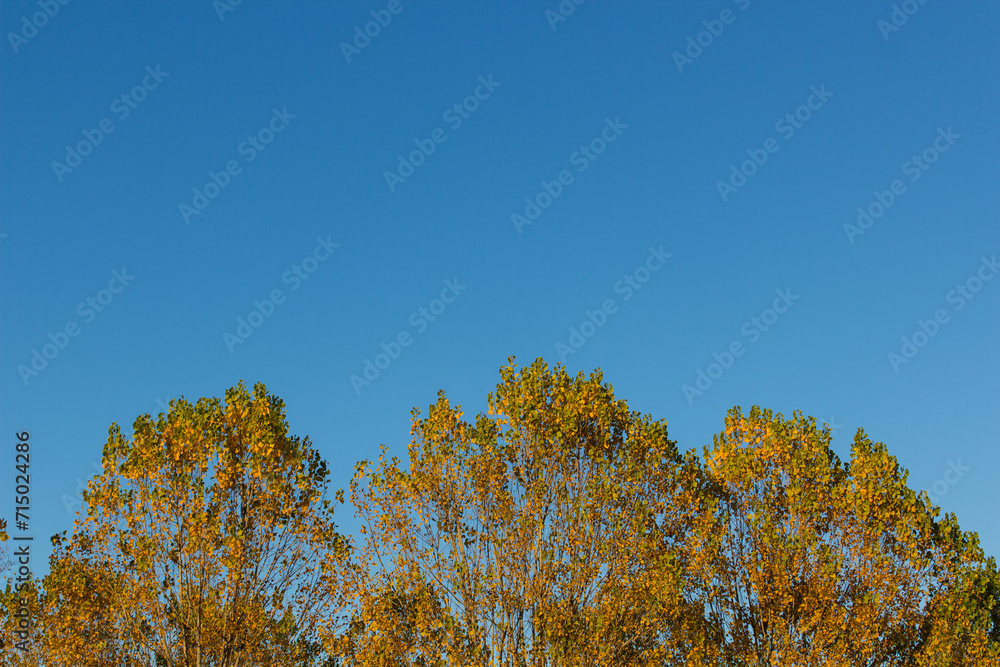 Fototapeta premium Alberi cielo