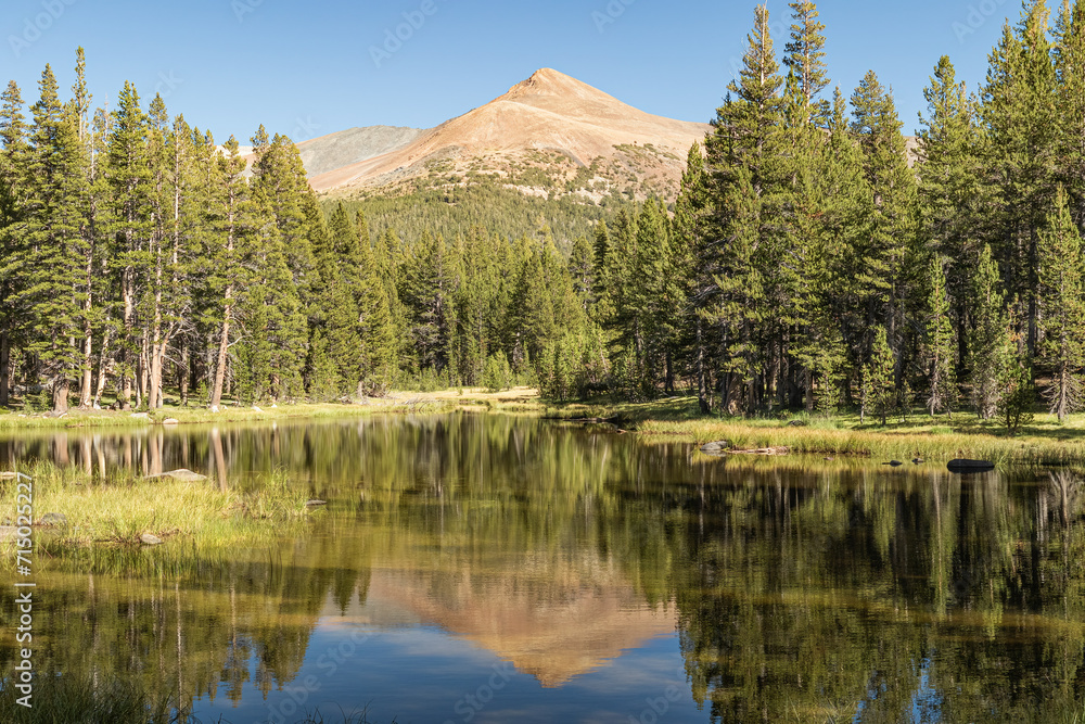 Clam lake water reflecting the pine tree forest, distant mountain and cloudless, clear blue sky in Yosemite National Park California, USA