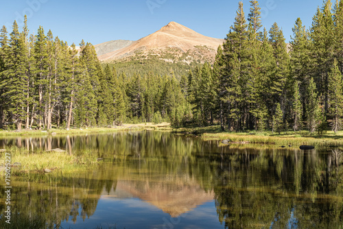 Clam lake water reflecting the pine tree forest, distant mountain and cloudless, clear blue sky in Yosemite National Park California, USA