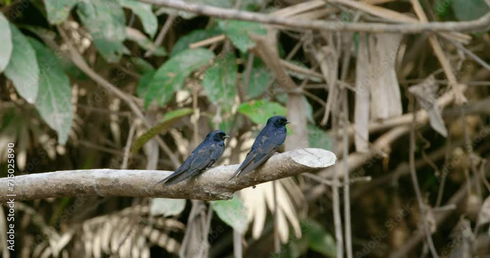 Couple of Antshrike birds perching and navigating their surroundings. Couple of Antshrike birds perching and navigating their surroundings.