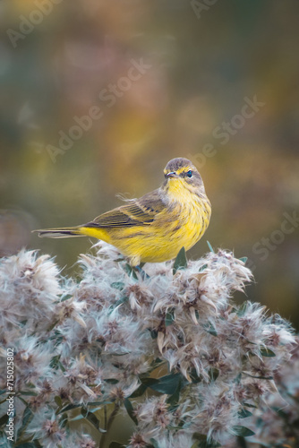 A yellow warbler on top of flowers, eating seeds.