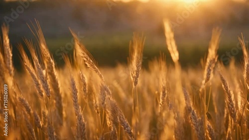 field of wheat photo