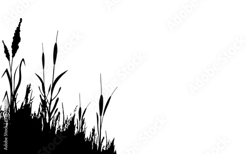 Image of a monochrome reed,grass or bulrush on a white background.Isolated vector drawing.Black grass graphic silhouette.