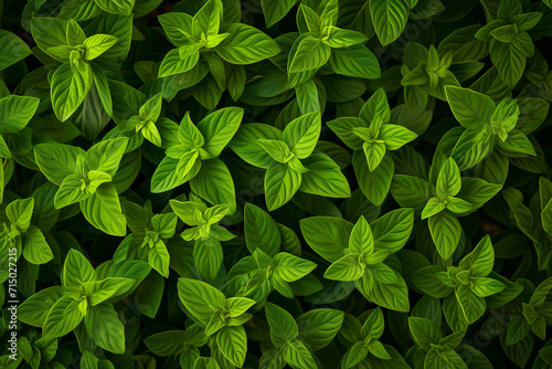 Lush Green Marjoram Leaves, Vibrant Herbal Carpet