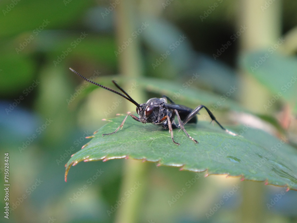 Naklejka premium Ichneumon wasp (Ichneumonidae sp.) sitting on a green leaf