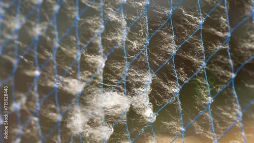 Mesmerizing dance of cotton seeds as they take flight from the Shimul cotton tree in the midst of a swirling storm photo