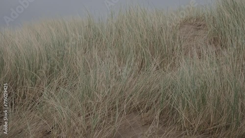 Marram grass swaying in wind during storm with grey sky in background