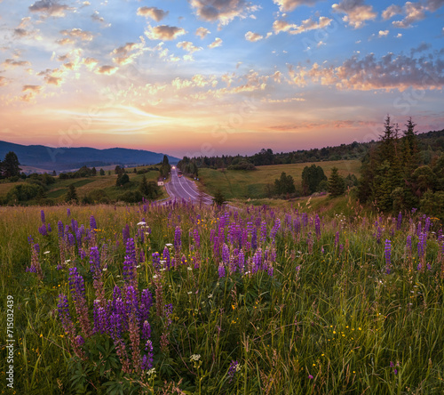Twilight June Carpathian mountain countryside meadows. with beautiful wild flowers © wildman