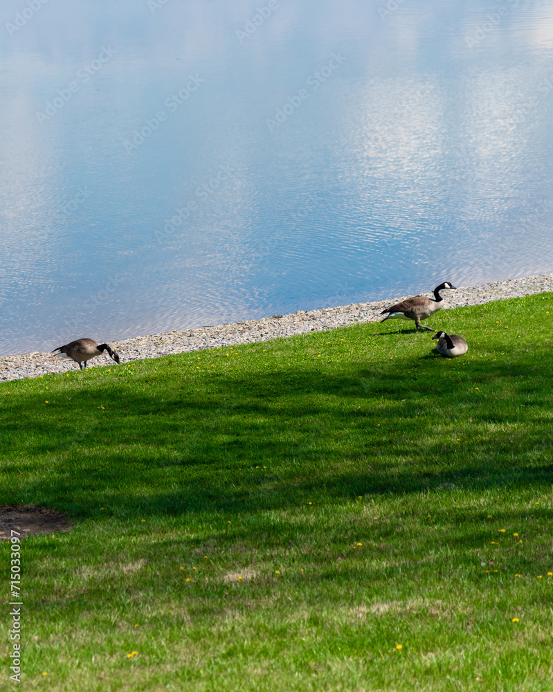 Geese walking on grass shore Geese walking on grass shore
