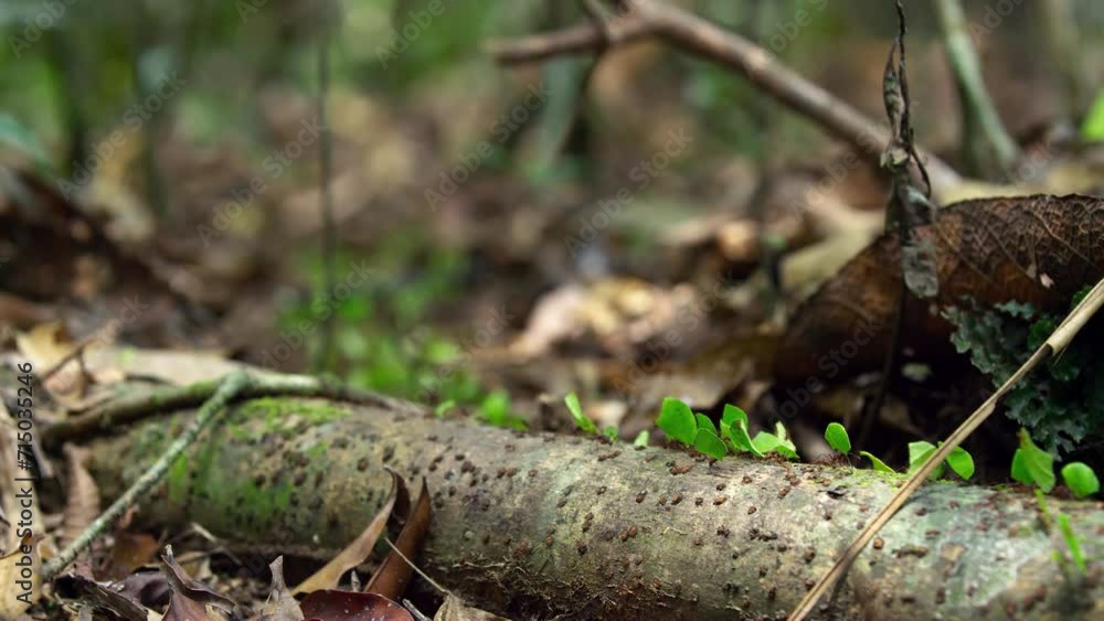 Ants on Amazon's forest floor nature's harmonious pathways. Ants on Amazon's forest floor nature's harmonious pathways.