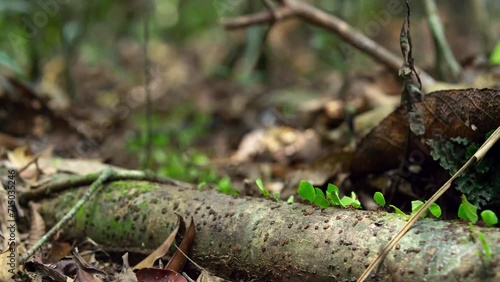 Ants on Amazon's forest floor nature's harmonious pathways. photo