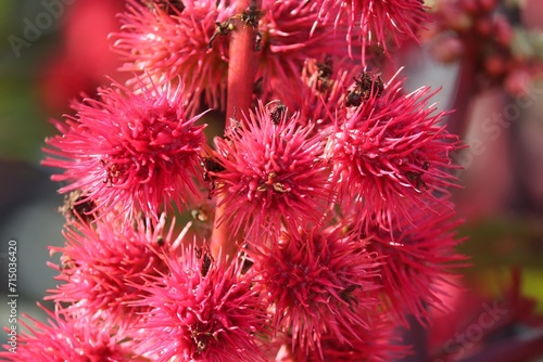 rote Blüten vom Rizinus photo